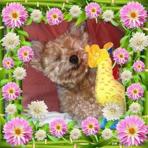 Meet your Posher, Julie